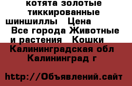 котята золотые тиккированные шиншиллы › Цена ­ 8 000 - Все города Животные и растения » Кошки   . Калининградская обл.,Калининград г.